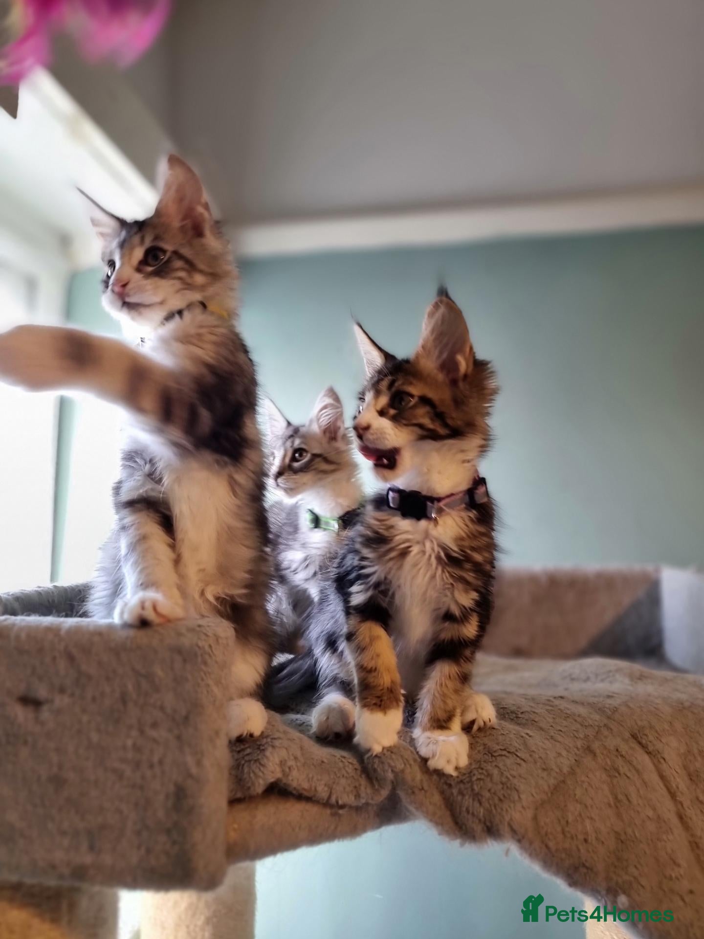 Maine Coon cats Tica!! Amazing kittens - Advert 7
