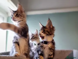 Maine Coon cats Tica!! Amazing kittens - Advert 7