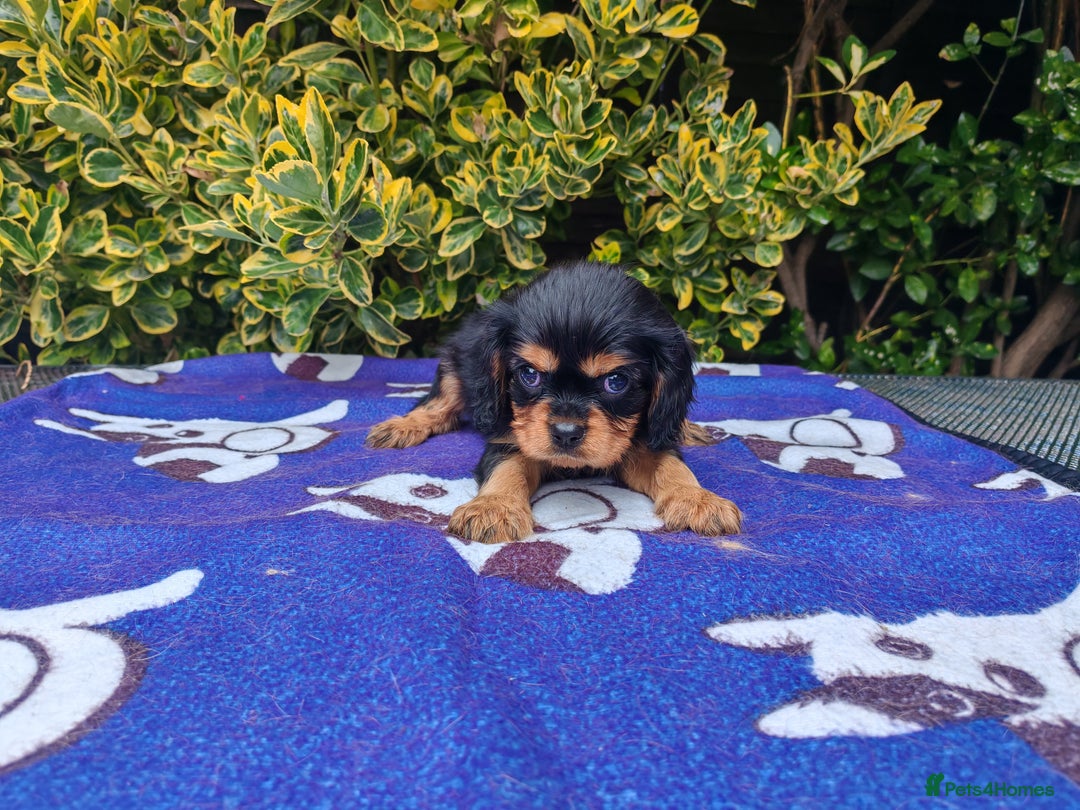 Cavalier King Charles Spaniel dogs for sale: KC Beautiful Cavalier King Charles puppies - Image 13