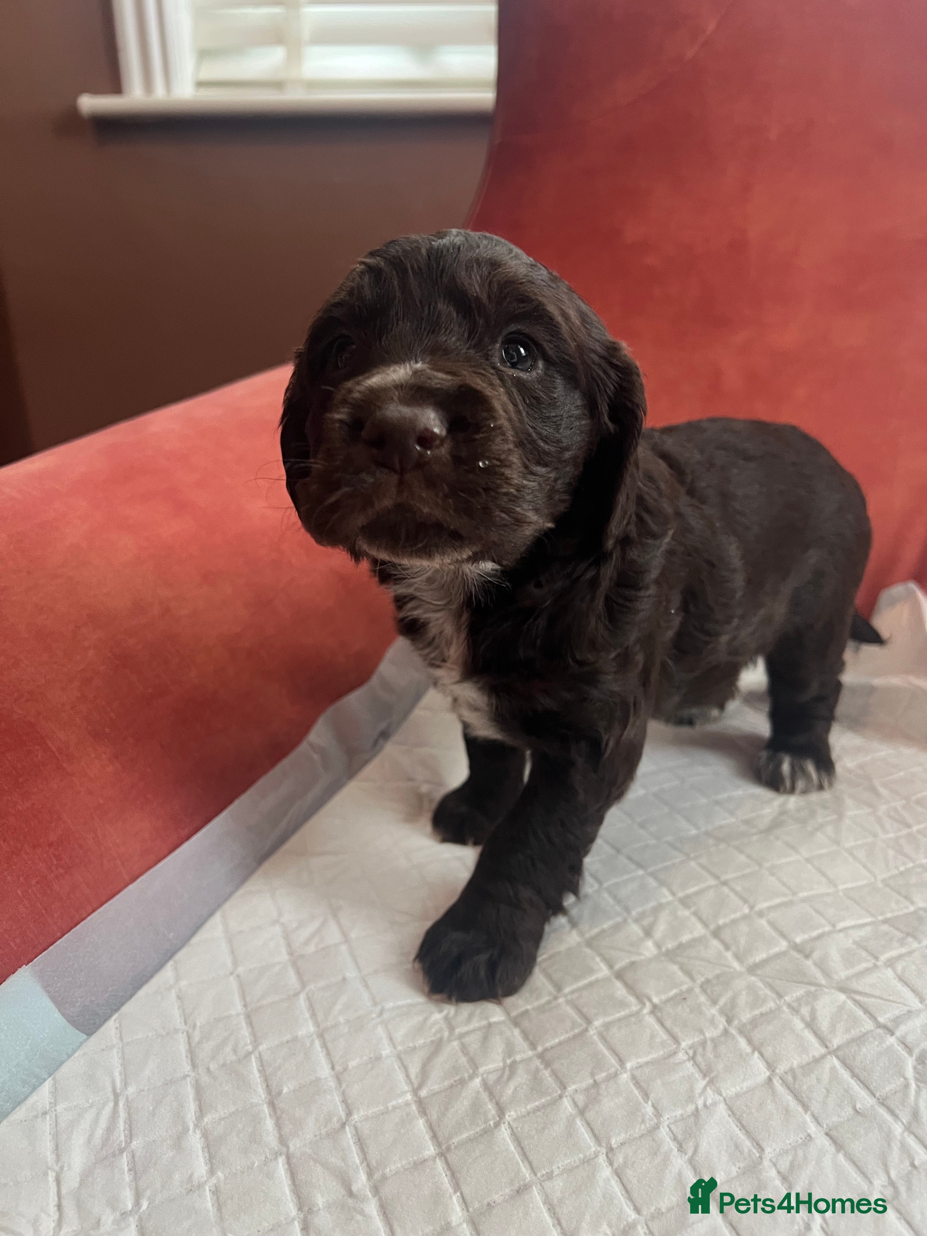 Cocker Spaniel dogs Beautiful Working Type Cocker Spaniel Pups - Advert 2