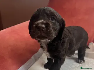 Cocker Spaniel dogs Beautiful Working Type Cocker Spaniel Pups - Advert 5