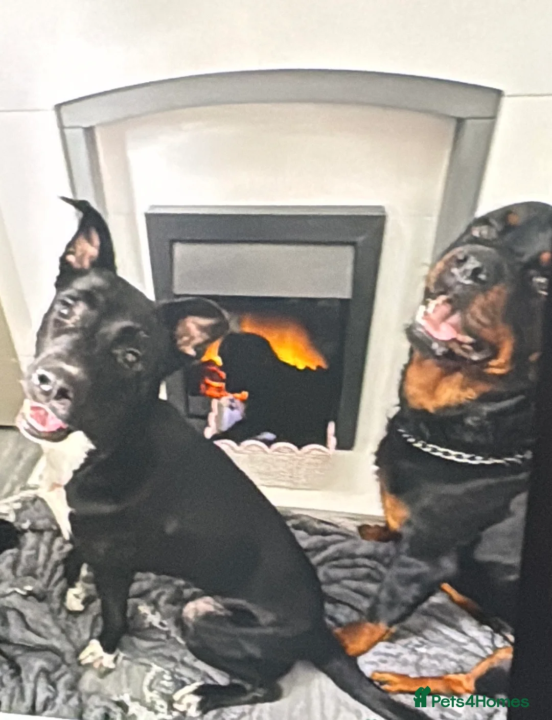 Mixed Breed dogs for sale: Beautiful girl - Advert 7