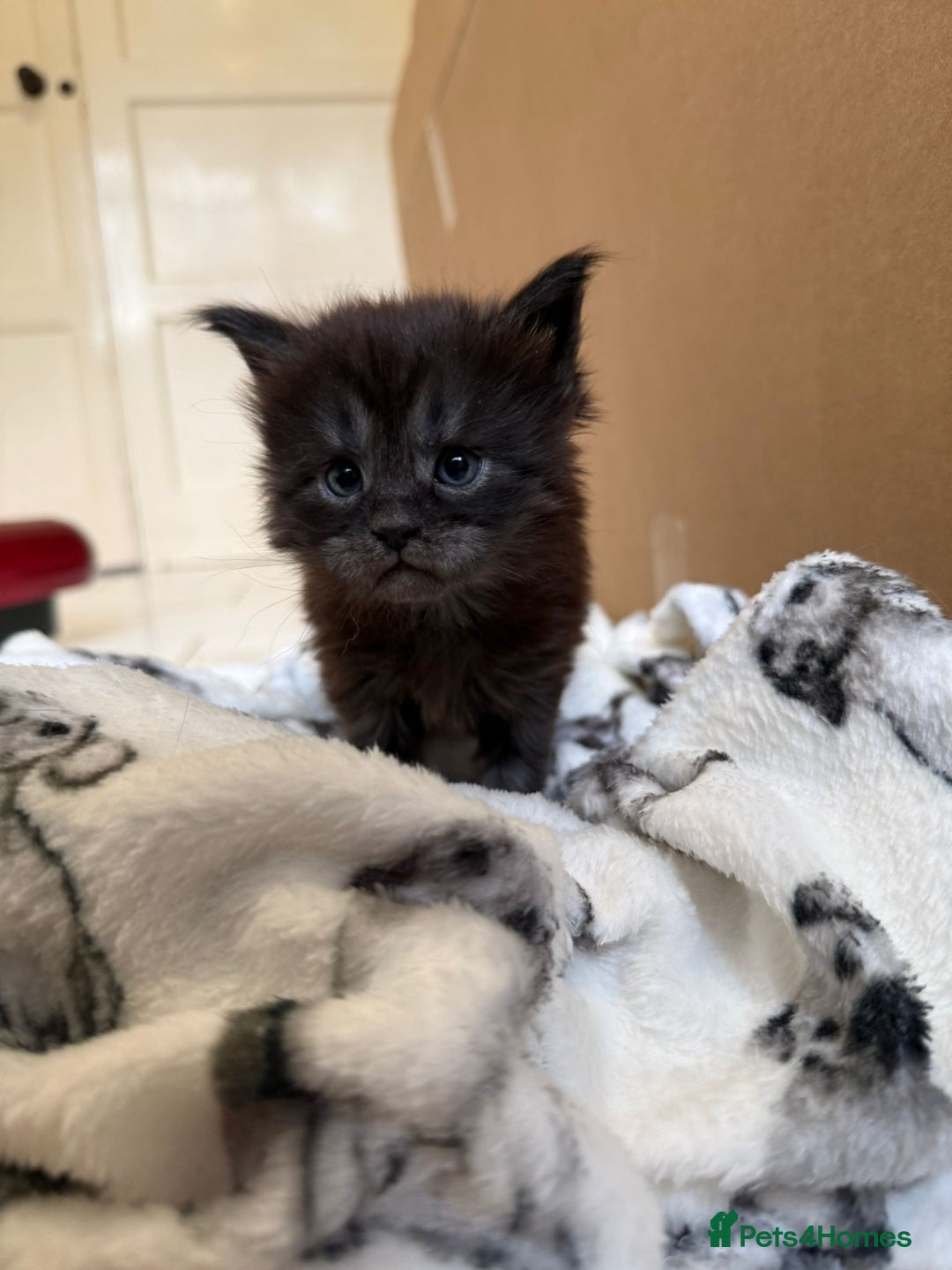 Maine Coon cats for sale: Pedigree Tica Russian Import line Maine Coons - Advert 20