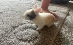 Mini Lion Lop rabbits for sale: Baby bunnies mini lion lops ready now  - Image 26