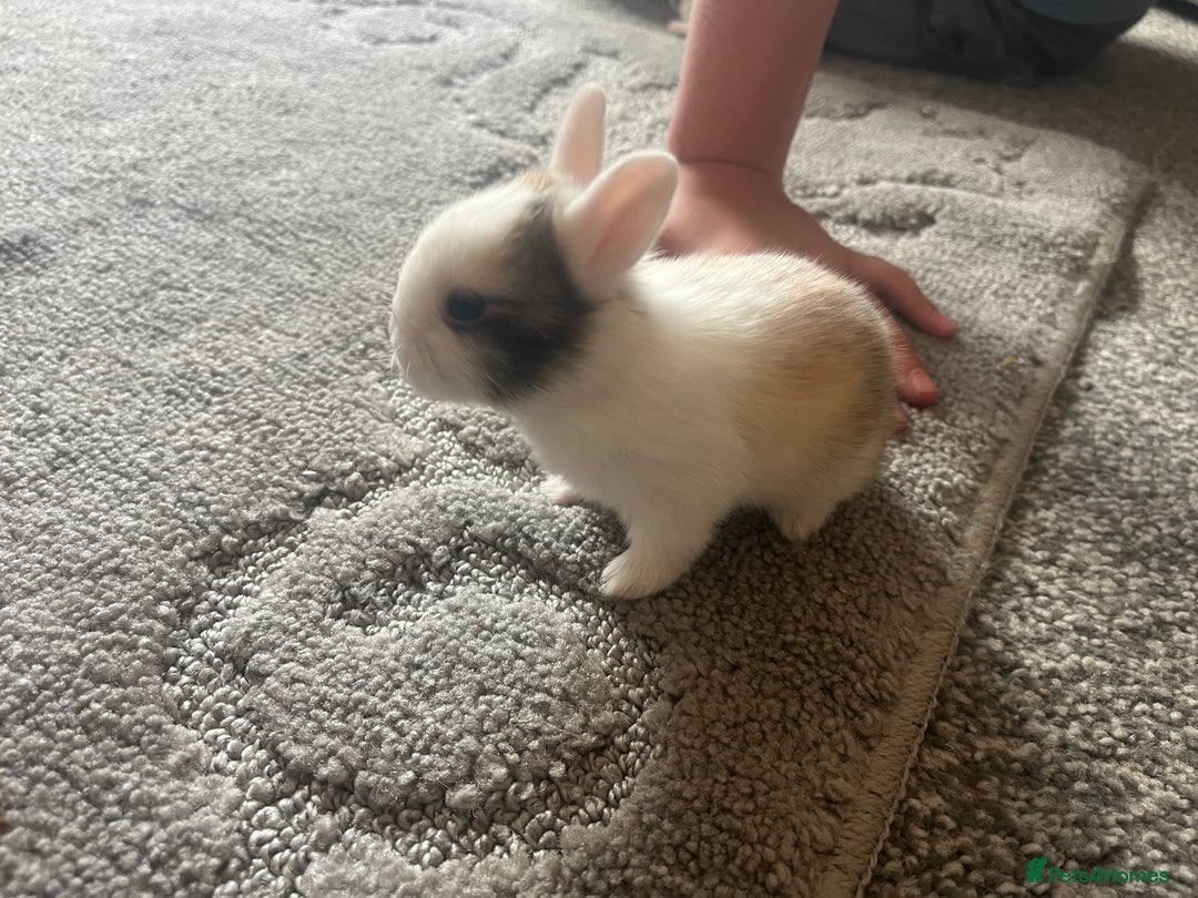 Mini Lion Lop rabbits for sale: Baby bunnies mini lion lops ready now  - Image 26