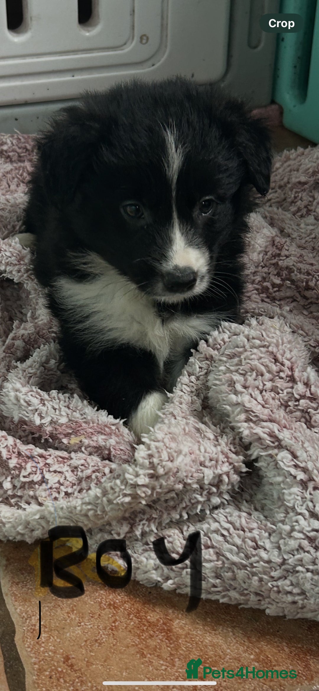 Border Collie dogs for sale: Border collies - Advert 1
