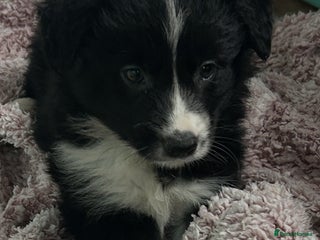 Border Collie dogs for sale: Border collies - Advert 1