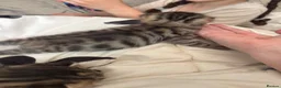 Mixed Breed cats for sale: 3 Absolute Stunning Patterned Kittens - Advert 11