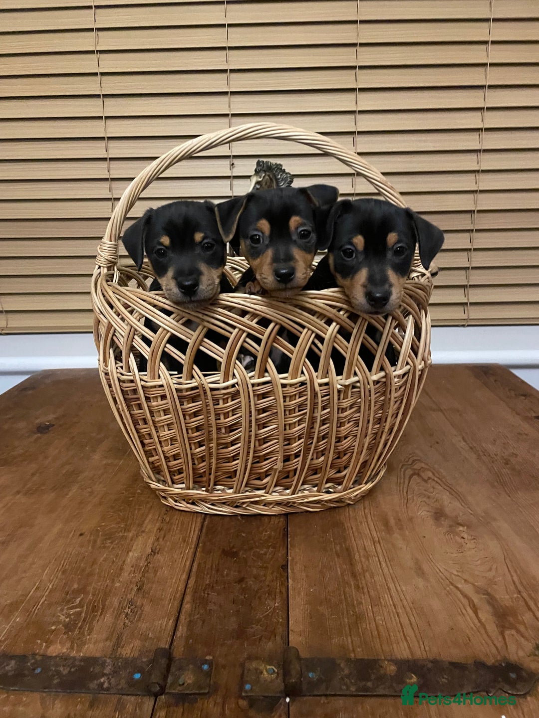 Jack Russell dogs for sale: Short Legged Jack Russell Pups - Image 6