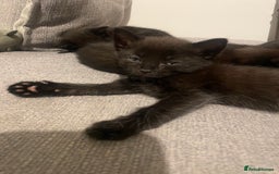 Mixed Breed cats for sale: 2 female kittens 1 male kitten for sale  - Image 17