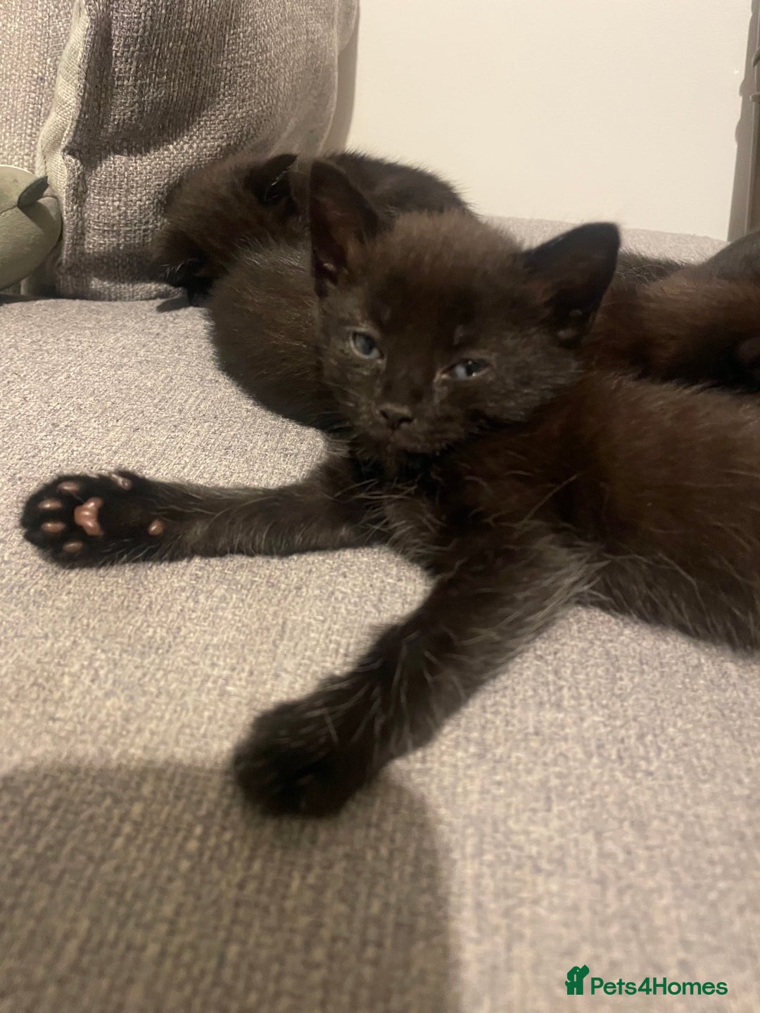 Mixed Breed cats for sale: 2 female kittens 1 male kitten for sale  - Image 17