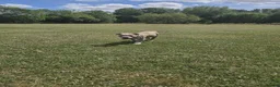 American Bully dogs for sale: Two Stunning American Bully Standard Puppies - Advert 12