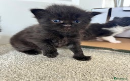 Ragcoon cats for sale: Ragcoons (Ragdoll x Mainecoon)  - Image 8