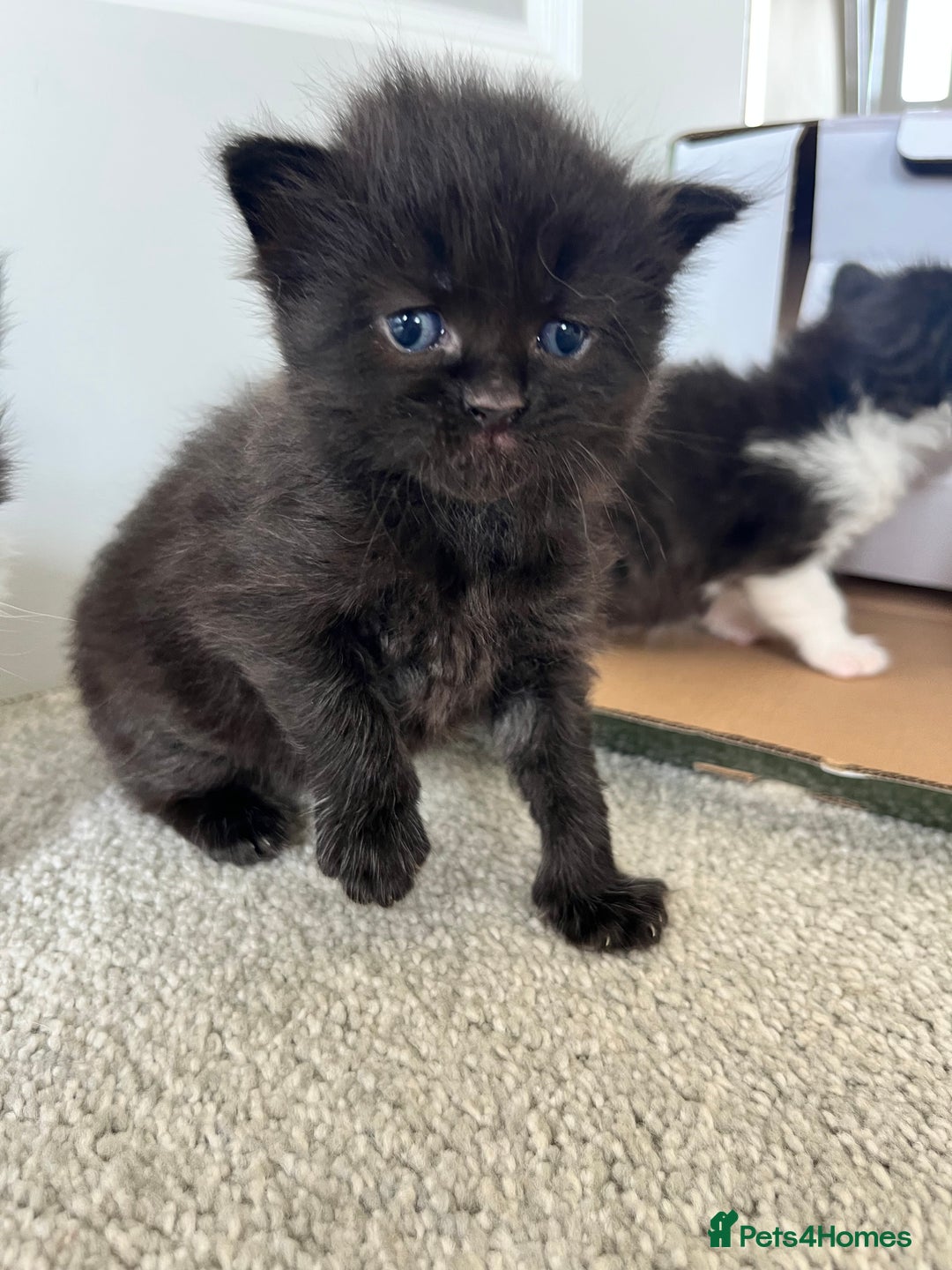 Ragcoon cats for sale: Ragcoons (Ragdoll x Mainecoon)  - Image 8