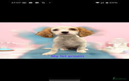 Cavapoo dogs for sale: Female cavalier puppy - Image 4