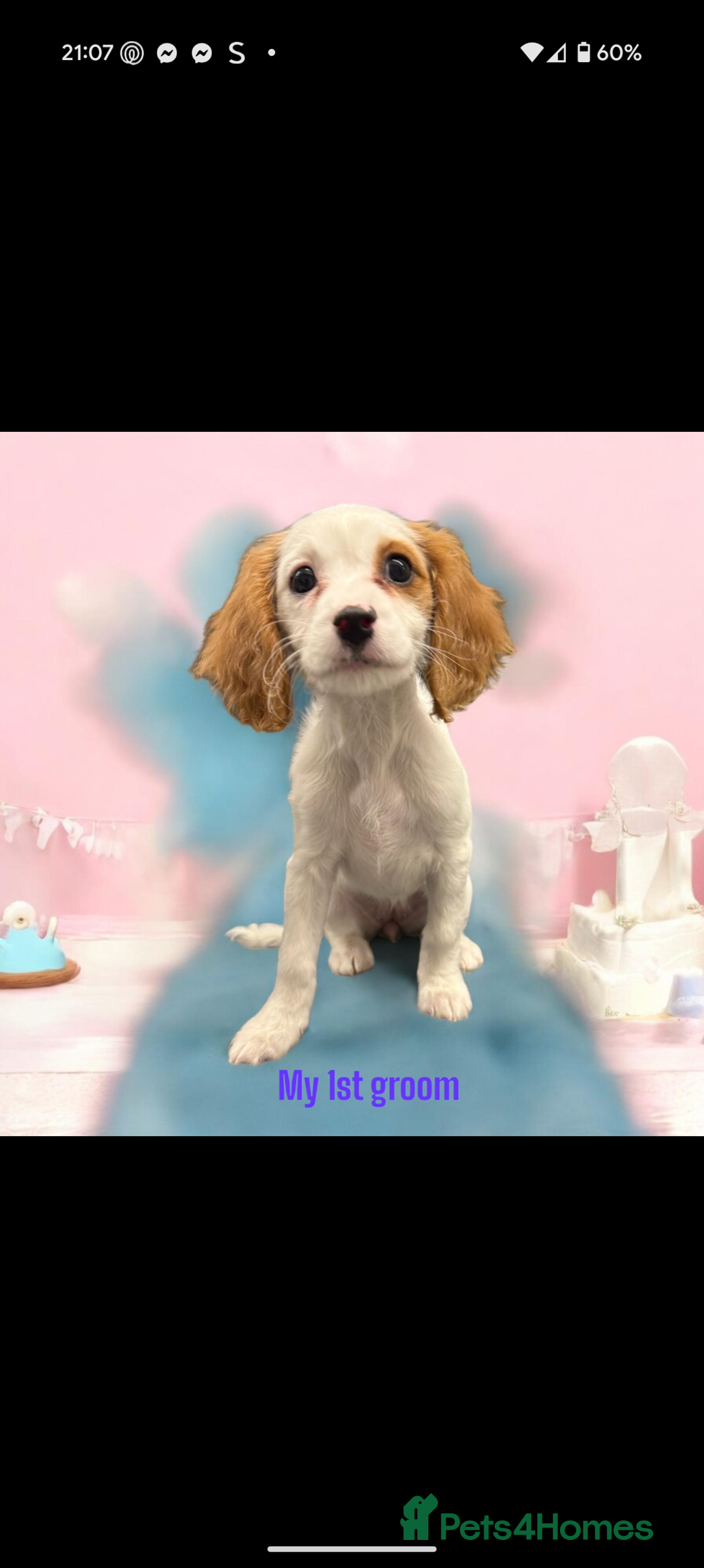 Cavapoo dogs for sale: Female cavalier puppy - Image 4