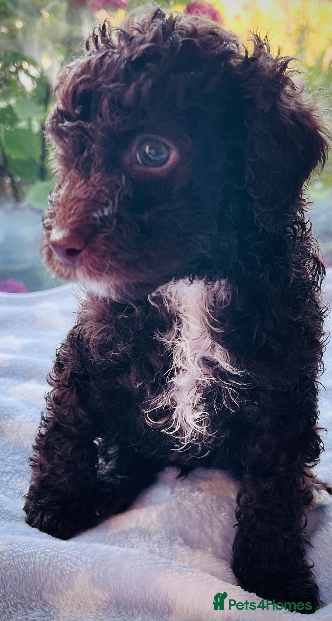 Cockapoo dogs for sale: Stunning fully DNA tested Cockapoo puppies - Image 17
