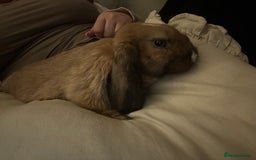 English Lop rabbits for sale: Holland lop/English lop - Image 6