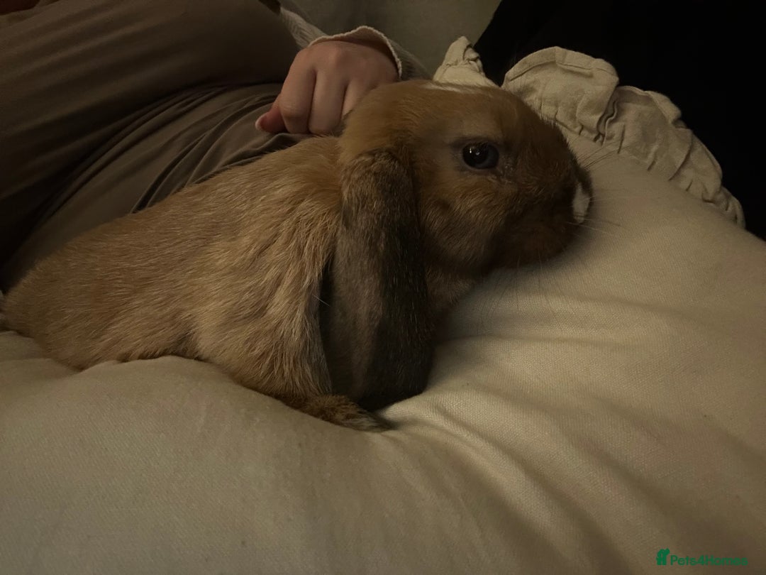 English Lop rabbits for sale: Holland lop/English lop - Image 6