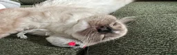 Mixed Breed cats for sale: Beautiful Bonded Pair of Cats(Must Go Together) - Advert 4