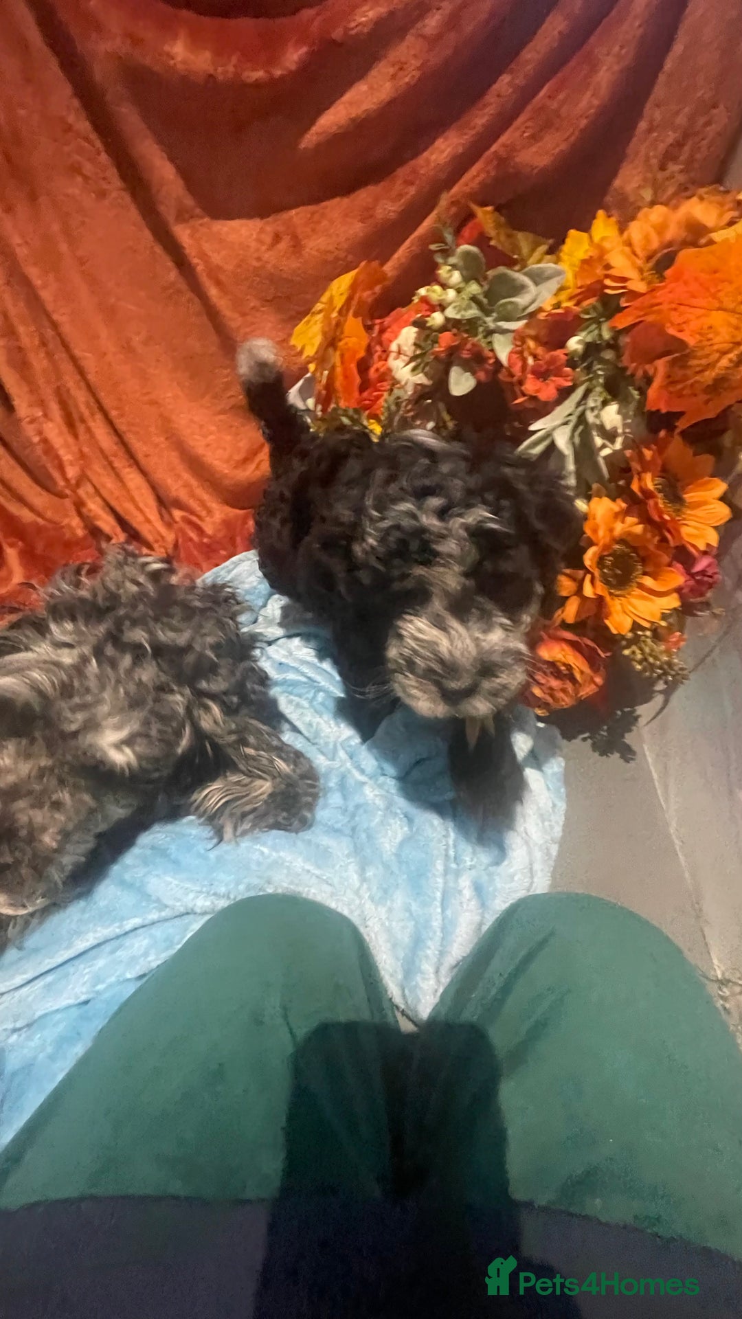 Mixed Breed dogs for sale: Gorgeous cockapoos  - Image 6