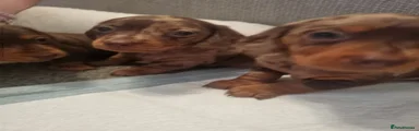 Miniature Dachshund 2