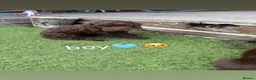 Cockapoo dogs for sale: Cockapoo puppies😍 in Wednesbury - Advert 2