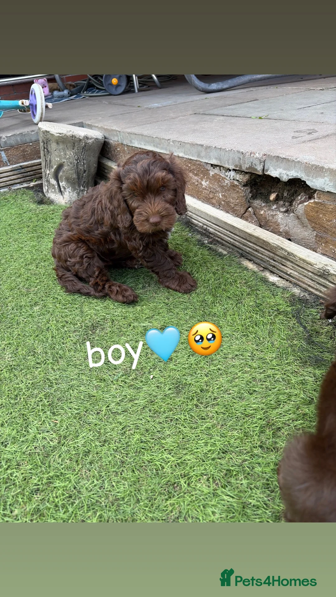 Cockapoo dogs for sale: Cockapoo puppies😍 in Wednesbury - Advert 2