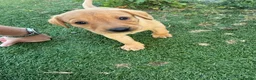 Labrador Retriever dogs for sale: Beautiful Chunky Labrador Puppies in Caernarfon - Advert 5