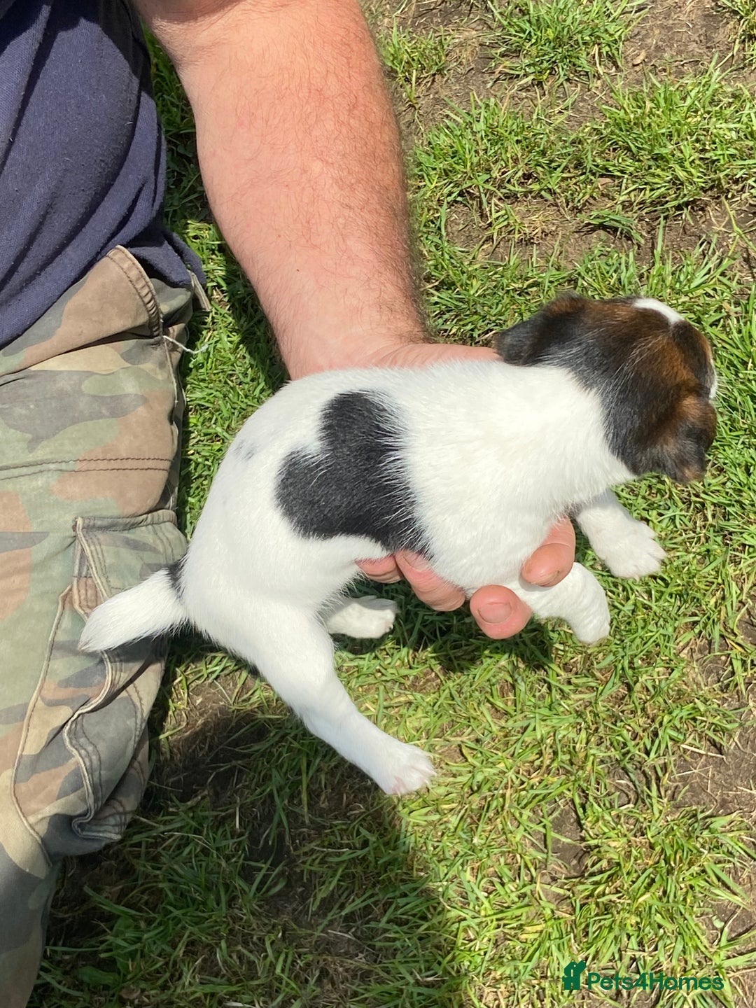 Jack Russell dogs for sale: Jack Russel pups - Image 4