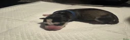 Siberian Husky dogs for sale: Pedigree Siberian Husky Puppies - Advert 6