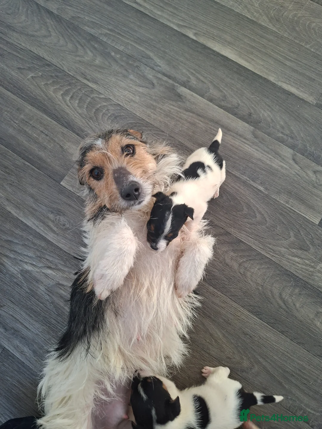 Jack Russell dogs for sale: Jack russell pups  - Advert 1