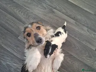 Jack Russell dogs Jack russell pups - Advert 5