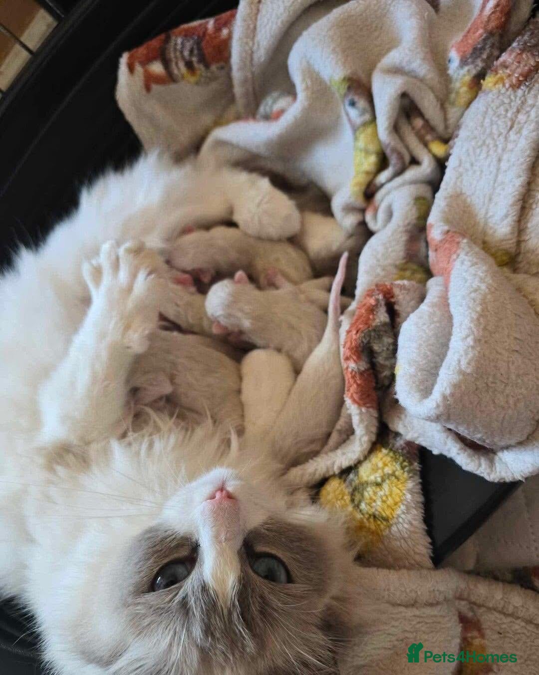 Ragdoll cats for sale: Beautiful Ragdoll Kittens  - Advert 11