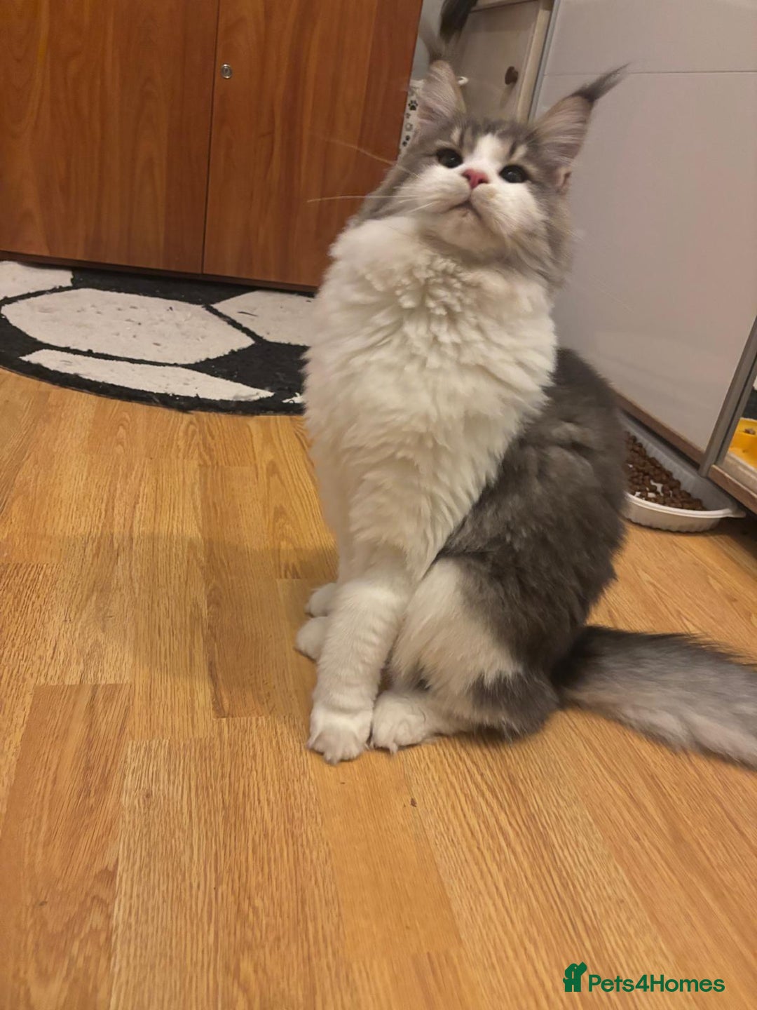 Maine Coon cats for sale: Maine Coon Girl - Advert 5