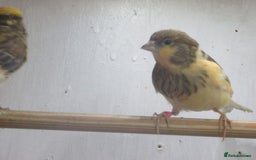Canaries birds for sale: 2025 young aviary bred canaries for sale - Image 10