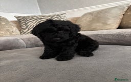 Cockapoo dogs for sale: ONLY 4 BEAUTY’S LEFT 🐶🐶🐶🐶 - Image 19