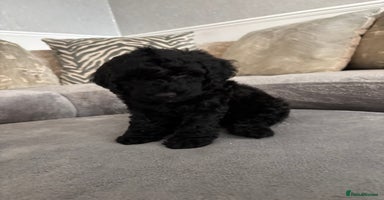 Cockapoo dogs - Advert 11