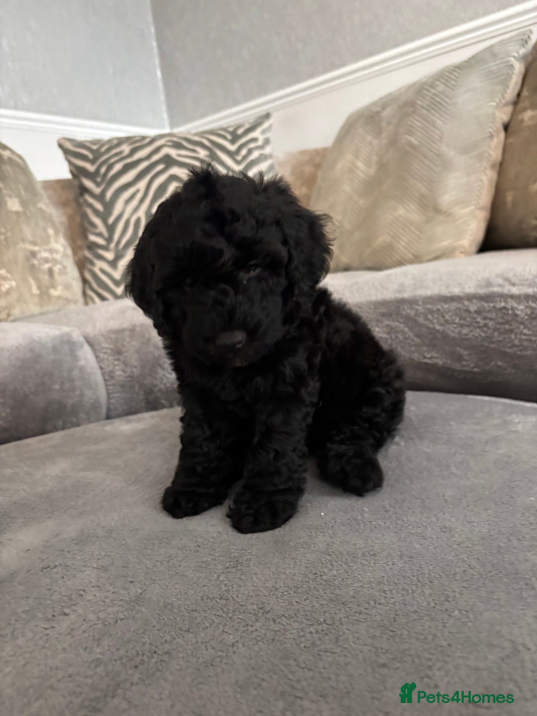 Cockapoo dogs for sale: ONLY 4 BEAUTY’S LEFT 🐶🐶🐶🐶 - Image 19