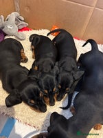 Miniature Dachshund dogs Beautiful Miniature Dachshund Puppies - Advert 3