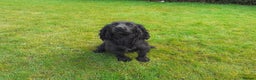 Cocker Spaniel dogs for stud: Working Black Cocker for Stud in Beverley - Advert 3