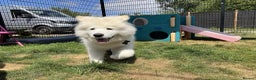 Samoyed dogs for sale: 10 Month Old Samoyed Ready for His Forever Home! - Advert 6