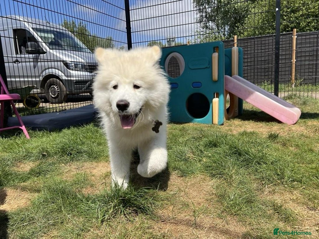 Samoyed dogs for sale: 10 Month Old Samoyed Ready for His Forever Home! - Advert 6
