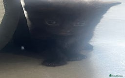 Domestic Shorthair cats for sale: 3 Gorgeous Kittens!! - Image 10