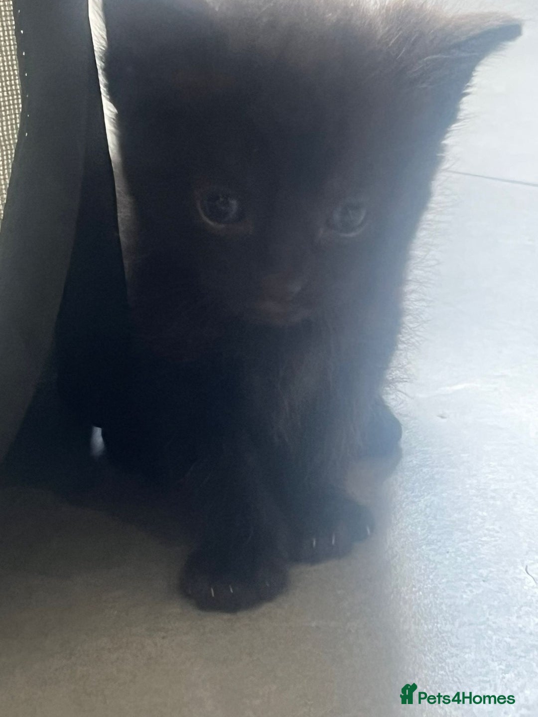 Domestic Shorthair cats for sale: 3 Gorgeous Kittens!! - Image 10