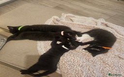 Mixed Breed cats for sale: 4 female kittens looking for forever homes  - Image 12