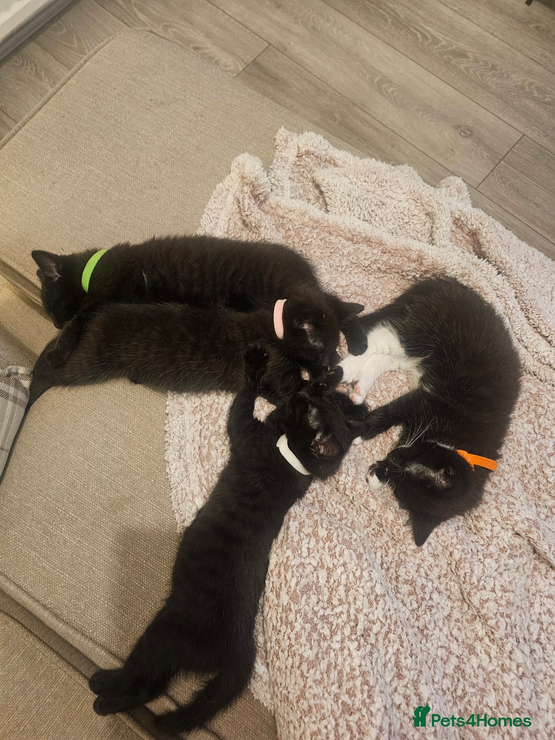 Mixed Breed cats for sale: 4 female kittens looking for forever homes  - Image 12