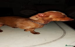 Mixed Breed dogs for sale: Female puppy - Image 5