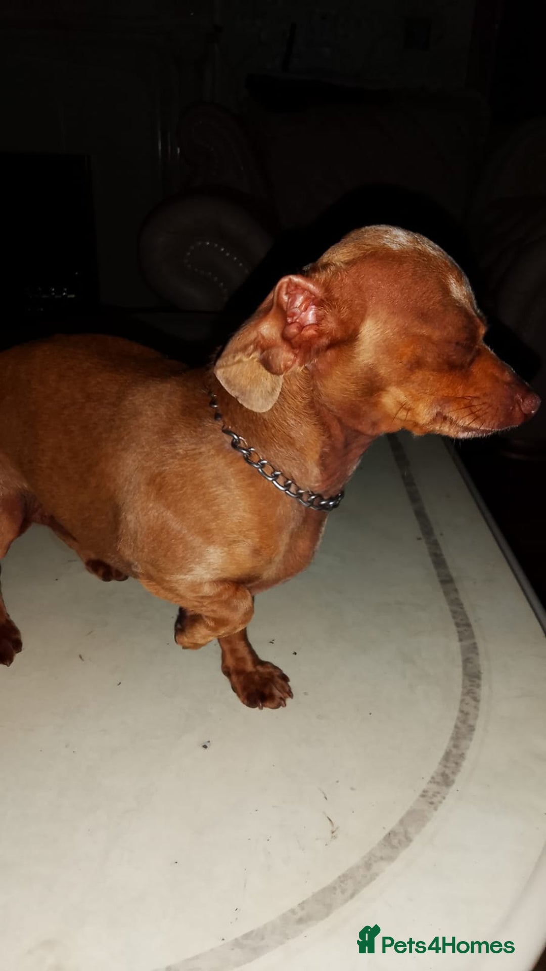 Mixed Breed dogs for sale: Female puppy - Image 5