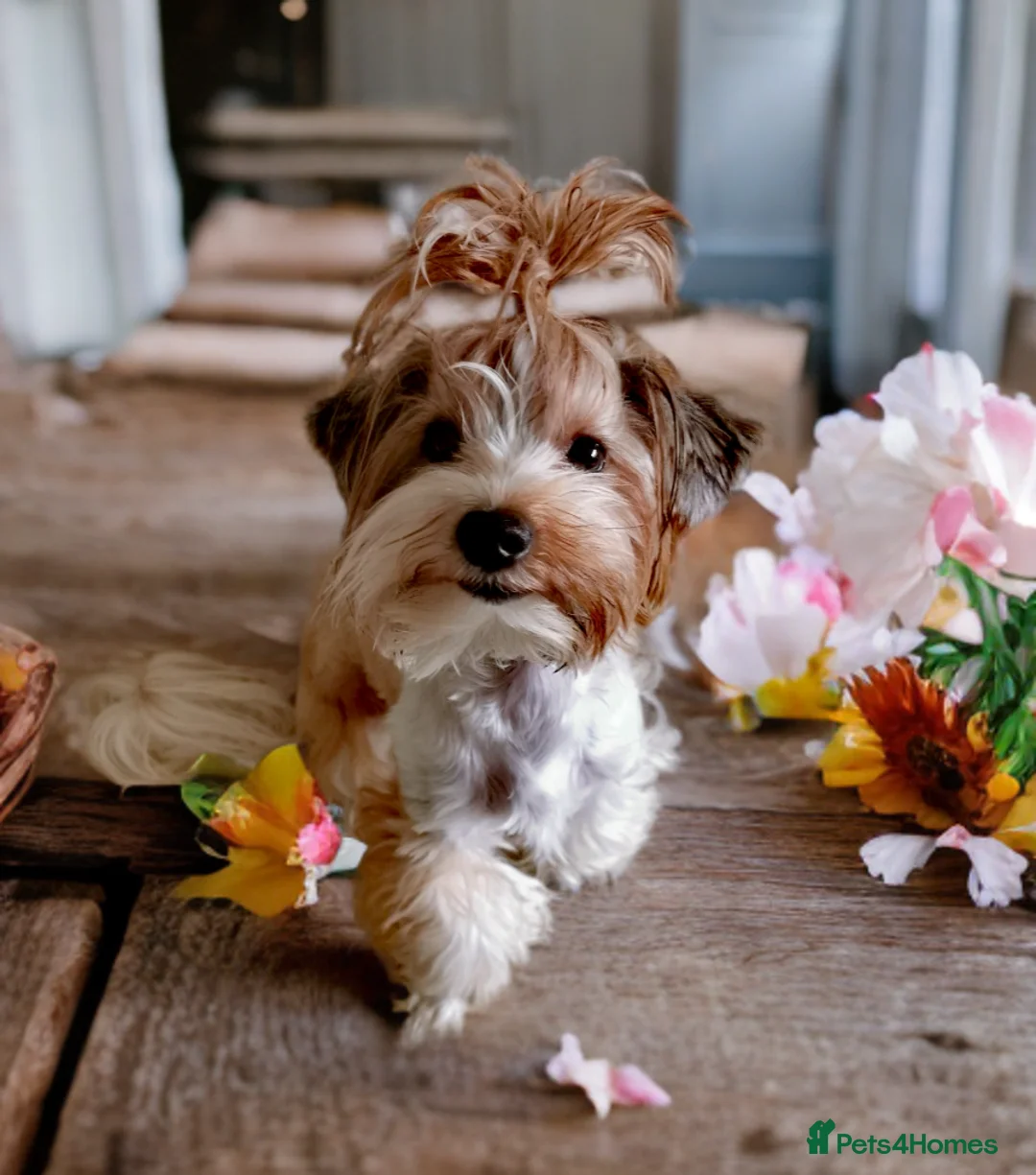 Yorkshire Terrier dogs for sale: Posh puppies😍 colored Yorkshire terrier, Biewer - Advert 8